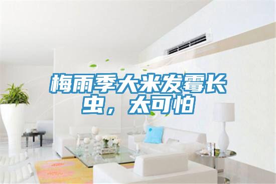 梅雨季大米發(fā)霉長(zhǎng)蟲(chóng)，太可怕