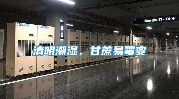 清明潮濕，甘蔗易霉變