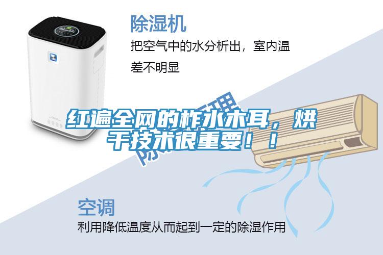 紅遍全網(wǎng)的柞水木耳，烘干技術(shù)很重要??！