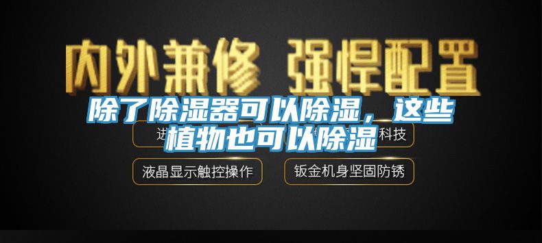 除了除濕器可以除濕，這些植物也可以除濕