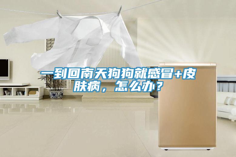 一到回南天狗狗就感冒+皮膚病，怎么辦？
