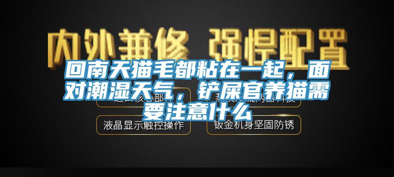 回南天貓毛都粘在一起，面對(duì)潮濕天氣，鏟屎官養(yǎng)貓需要注意什么